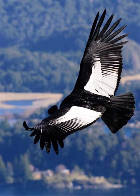 9 Biggest Birds That Fly: World's Largest by Wingspan and Weight | Storyteller Travel