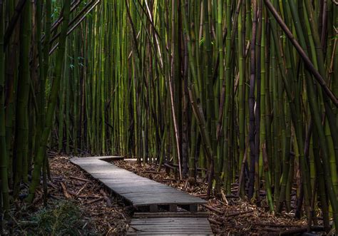 Free Images : tree, nature, forest, swamp, branch, wood, sunlight, leaf, trunk, green, jungle ...