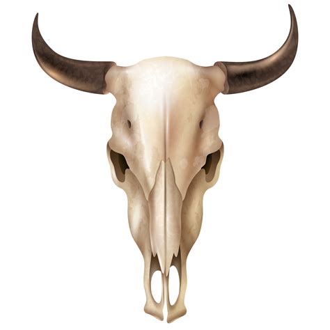 Western Cow Skull Drawing : Download 78 western cow skull free vectors.