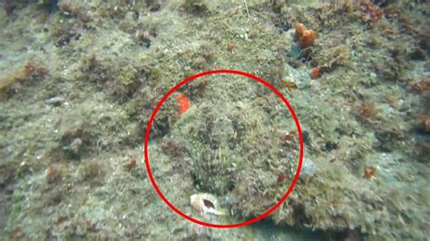 Moment octopus camouflages itself against Caribbean reef is captured on video | Daily Mail Online