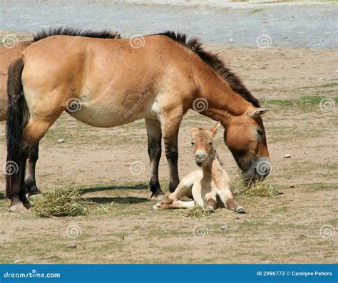 Przewalski's Horse And Foal Stock Photos - Image: 2986773