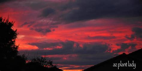 Desert Sunset.....Storm Clouds On The Horizon | azplantlady.com