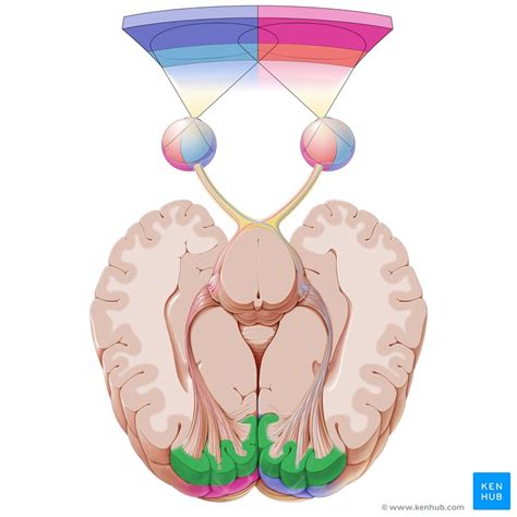 The visual pathway: Anatomy, components and histology | Kenhub