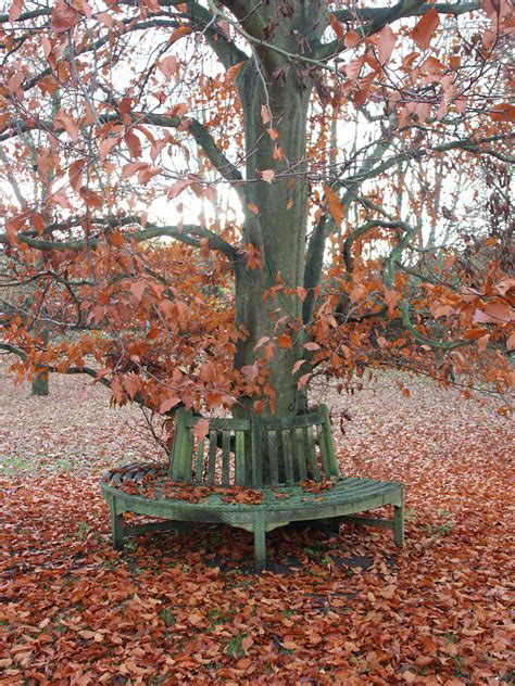 Beech Tree: Pictures, Photos, Images, Facts on Beech Trees