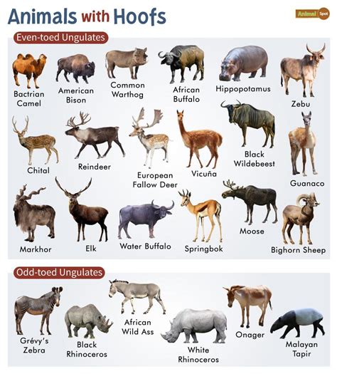 Hoofed Animals – Facts, List, Pictures