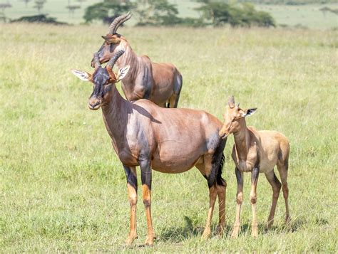 Masai Mara Safari Photos, Download The BEST Free Masai Mara Safari Stock Photos & HD Images