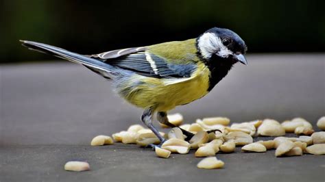 What Can Birds Not Eat? 12 TOXIC FOODS | Birds Advice