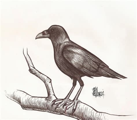 Crow Sketch by JohnVichlenski on DeviantArt