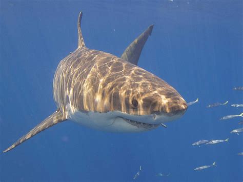 Great White Shark Fish Facts | Carcharodon carcharias - AZ Animals