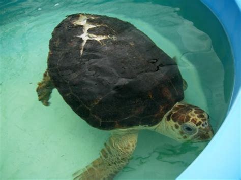 Sea Turtle Injuries – The Turtle Hospital. Rescue, Rehab, Release.