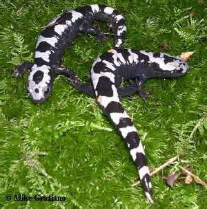 Caudata Culture Species Entry - Ambystoma opacum