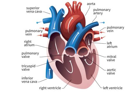 How Ventricles Keep Your Heart Pumping | Human heart diagram, Heart diagram, Heart anatomy