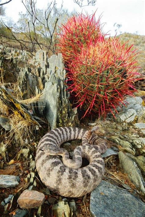 Tiger Rattlesnake venom surprises scientists: A lesson in being efficient | ABC4 Utah