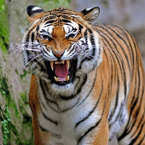 9 Extraordinary Animals That Makes The Wildlife in India Unique