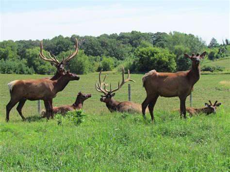 Couple Pleased With Elk Herd - Minnesota Elk Breeders Association