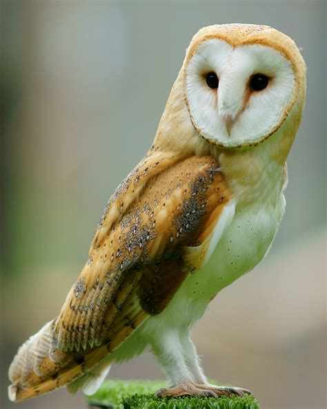 Barn owl - Wikipedia