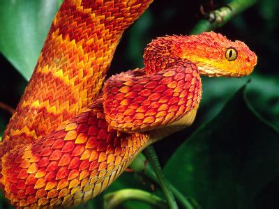 Nitsche's bush viper Snake | All about snake pictures