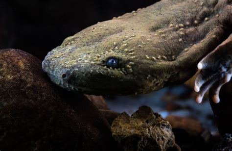 Hellbender salamanders may look scary, but the real fright is ...