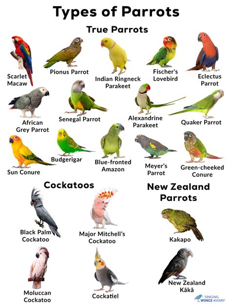 Parrots: List of Types, Facts, Care as Pets, Pictures