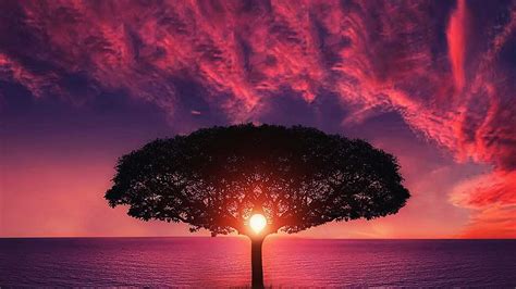 Tree, Sunset and Purple Sky wallpaper | nature and landscape | Wallpaper Better