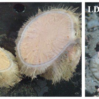 Diversity of sponge and water samples. | Download Table