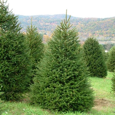 NORWAY SPRUCE Picea Abies - 30 SEEDS