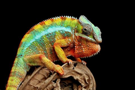 The 25 Most Amazing Types of Lizards (Names, Photos and More) - Outforia