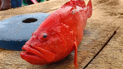 Red Grouper - Profile | Traits | Facts | Mechanism | Fishing - SeaFish