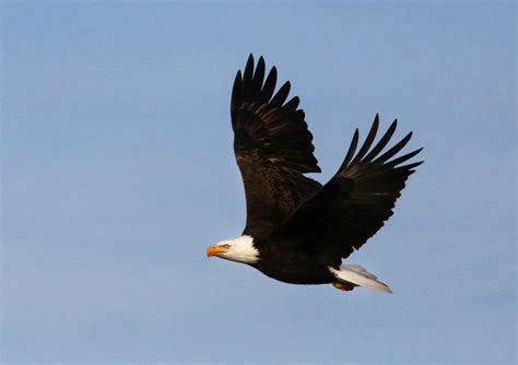 Cause of a mysterious disease killing bald eagles has been discovered ...