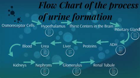 Flow Chart of the process of urine formation by Kylie Teeselink on Prezi