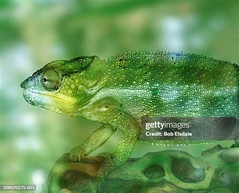 Chameleon Camouflage Photos and Premium High Res Pictures - Getty Images