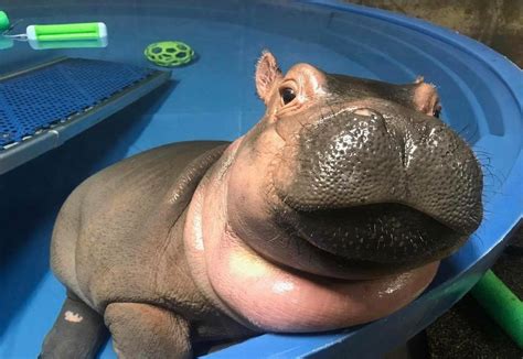 Fiona baby hippo - Celebrity Pet Worth