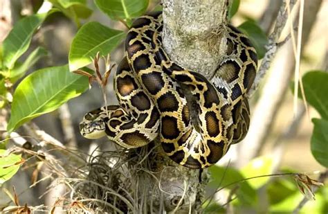 Burmese Python - Description, Habitat, Image, Diet, and Interesting Facts