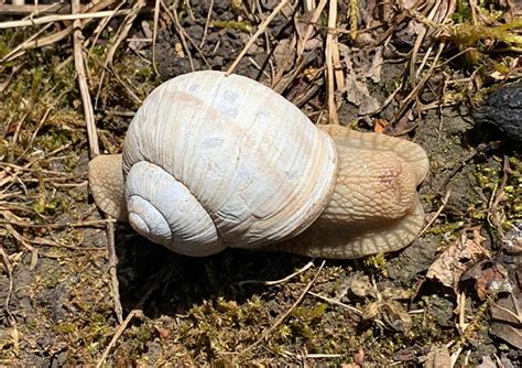 Do Roman Snails Require Specialist Survey Works in the UK? | Wardell Armstrong