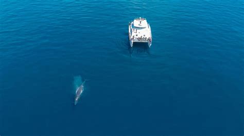 Auckland Whale & Dolphin Safari | Whale Watching Tours in New Zealand