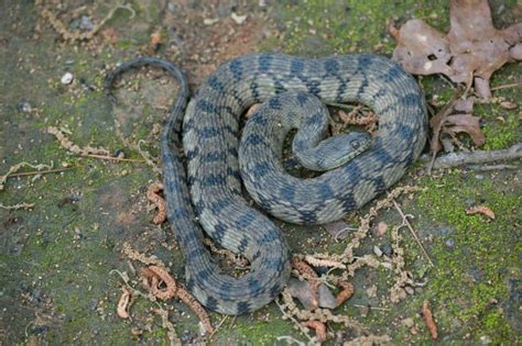 Diamond-backed Watersnake – Florida Snake ID Guide