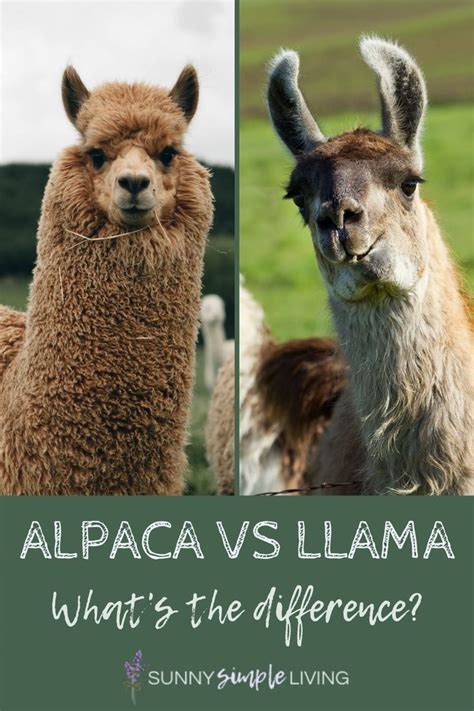 Alpaca vs Llama: what's the difference? | Alpaca vs llama, Alpaca, Llama