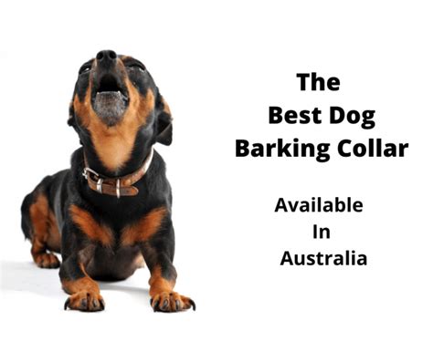 6 Best Dog Barking Collars Australia (2021 Buyers Guide ...