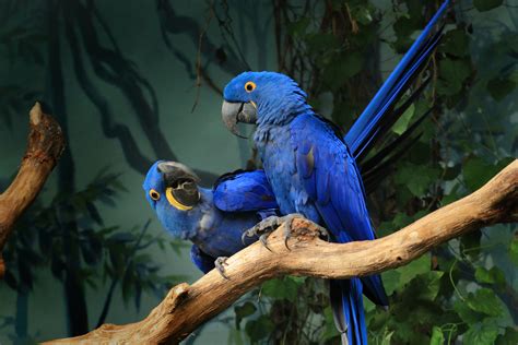 Is the Blue Macaw Extinct? Not Yet! - Earth.com - Earthpedia