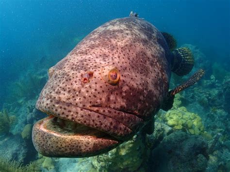 Atlantic Goliath Grouper Facts & Information Guide- American Oceans