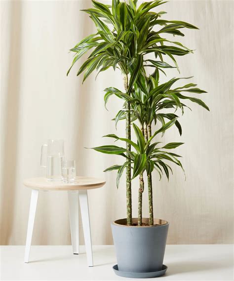 dracaena