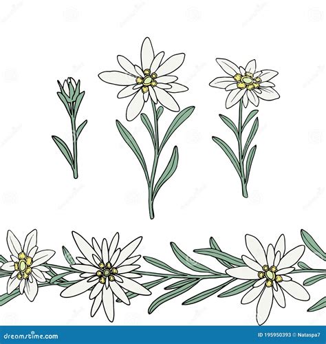 Edelweiss Flower. Seamless Border. Mountain Plant Stock Illustration - Illustration of foliage ...