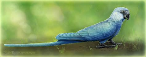 Spix's macaw by RiverRaven on DeviantArt