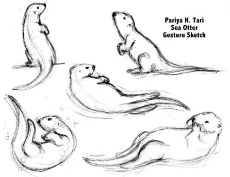 River Otter Drawing Easy River otters are small in size but sea otters ...