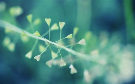 Macro photography of white petaled \flower HD wallpaper | Wallpaper Flare