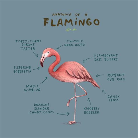 Flamingo anatomy : r/properanatomy