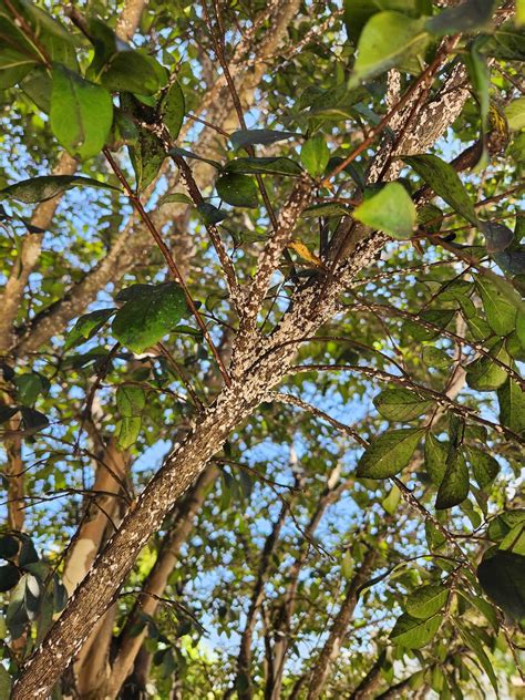 Crepe Myrtle Bark Scale | BroadLeaf Tree & Shrub