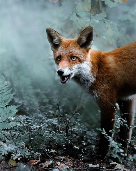 Photos Capture Finland’s Fairytale Forest Animals in the Wild