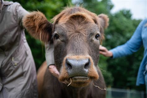 Owning A Highland Cow As Pet All About Cow Photos