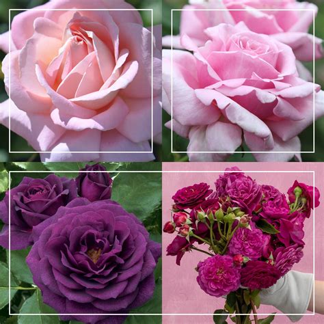 Fragrant Favorites Collection II – Heirloom Roses